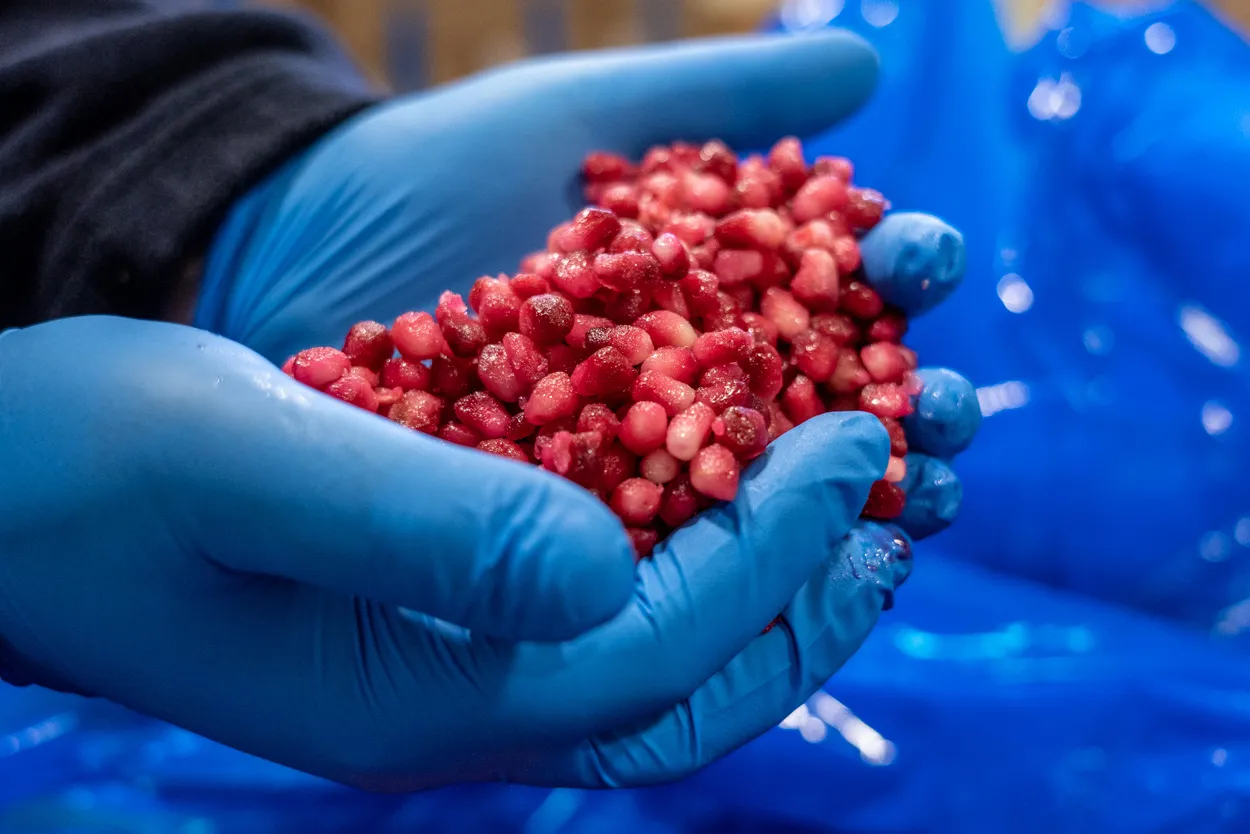 La nueva temporada de la fruta congelada: cuando el sabor se encuentra con la función