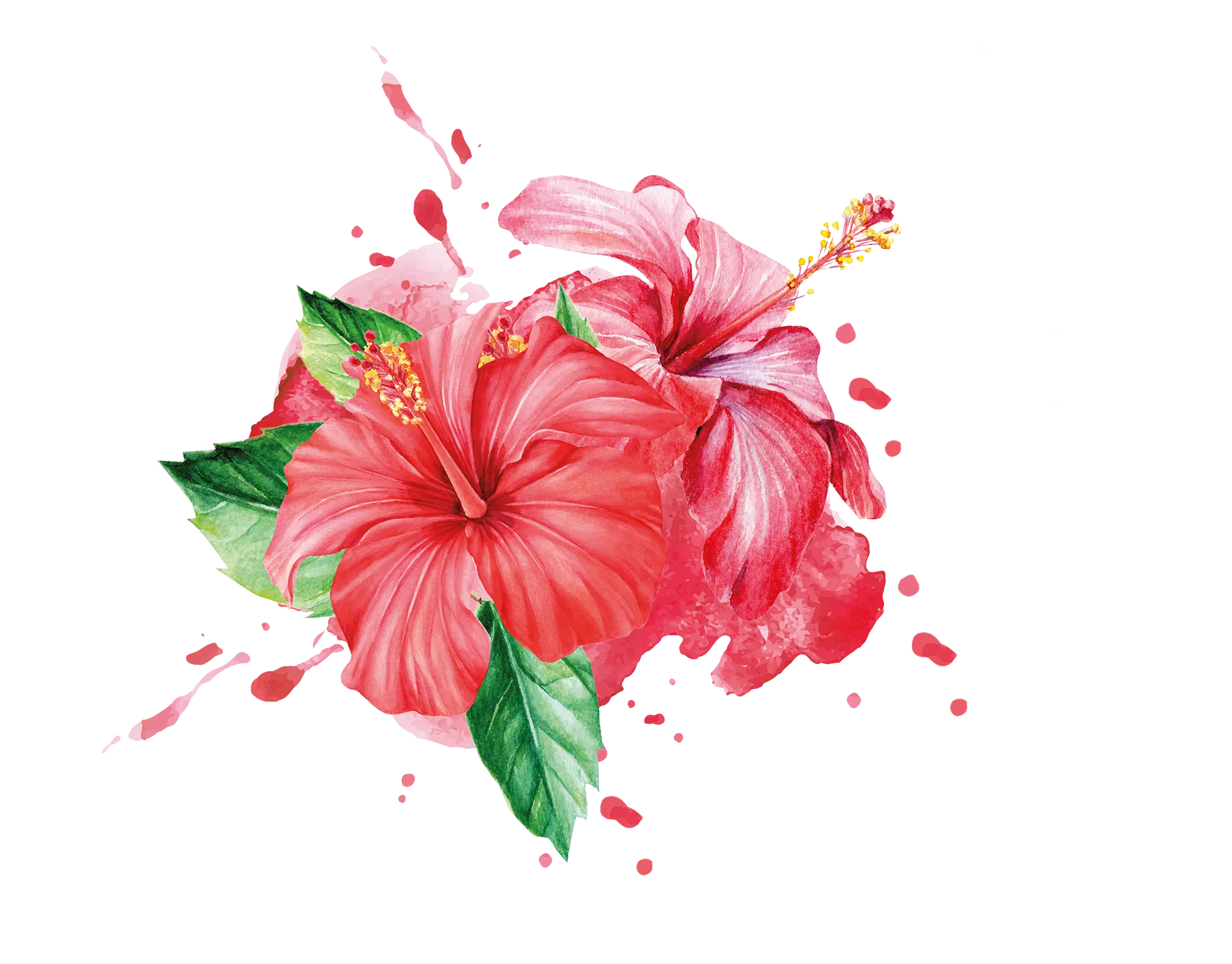Hibiscus Flower Infusion puree