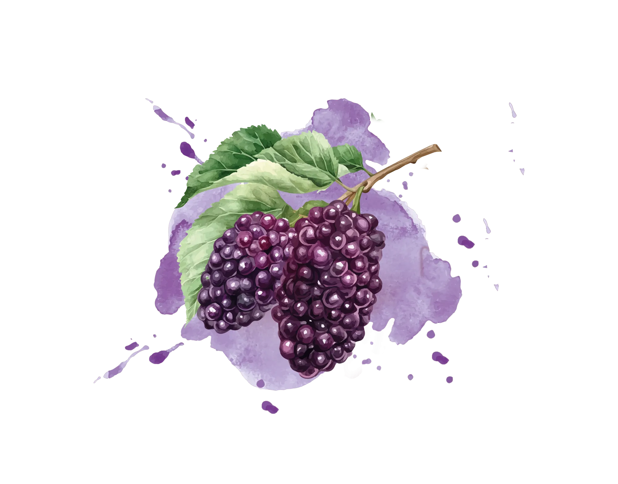 IQF Blackberry