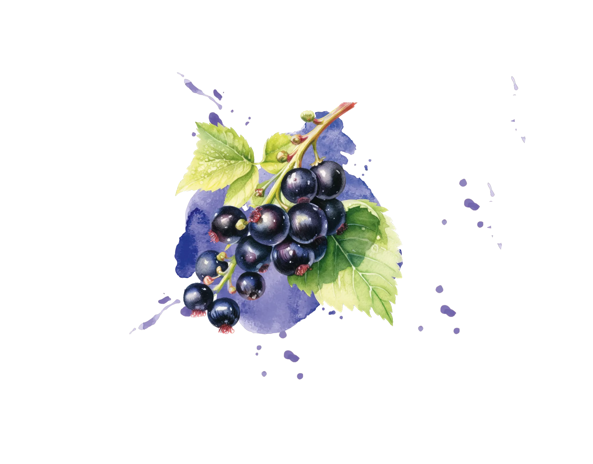 IQF Blackcurrant